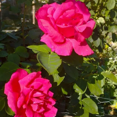 Loft La Buena Vida Διαμέρισμα