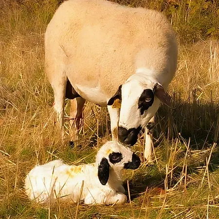 Loft La Buena Vida Penaranda de Duero
