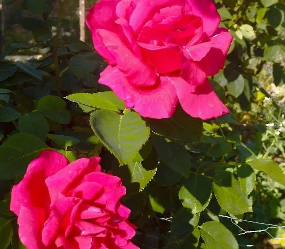 Loft La Buena Vida 아파트