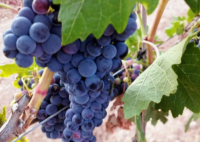 Loft La Buena Vida 페냐란다 데 두에로